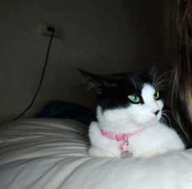Lost Cat