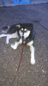 Lost Dog