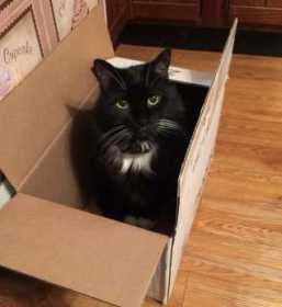 Lost Cat