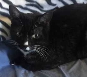 Lost Cat