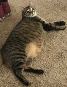 Lost Cat