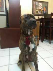 Lost Dog
