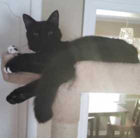 Lost Cat