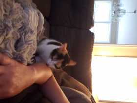 Lost Cat