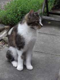 Lost Cat