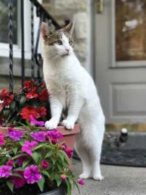 Lost Cat