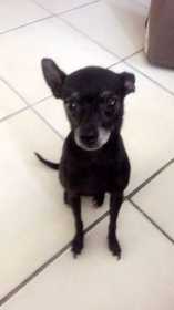 Lost Dog