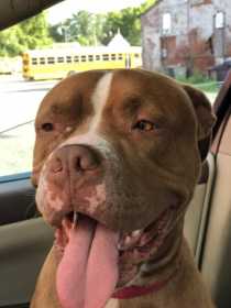 Lost Dog