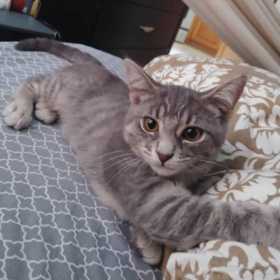 Lost Cat