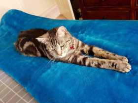 Lost Cat