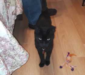 Lost Cat