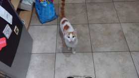 Lost Cat