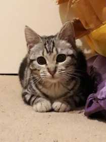 Lost Cat
