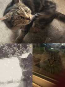 Lost Cat