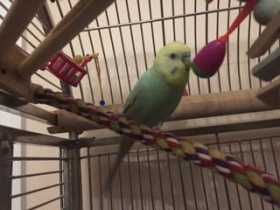 Lost Parakeet