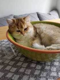 Lost Cat