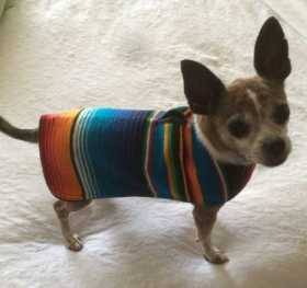 Lost Dog