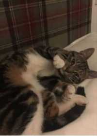 Lost Cat