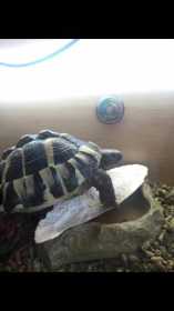 Lost Tortoise