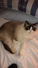Lost Cat