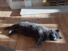 Lost Cat