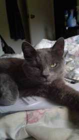 Lost Cat