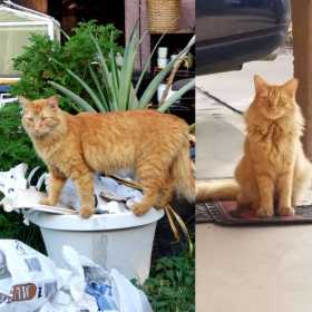 Lost Cat