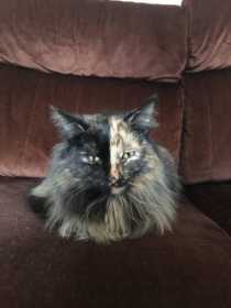 Lost Cat