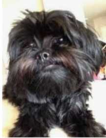 Lost Dog