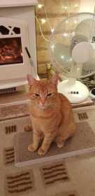 Lost Cat
