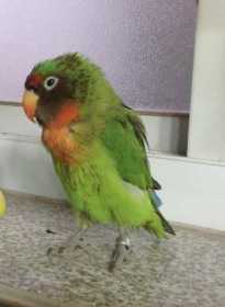 Lost Lovebird