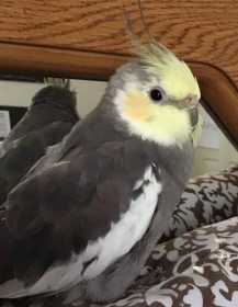 Lost Cockatiel