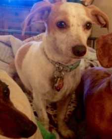 Lost Dog