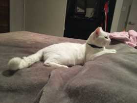 Lost Cat
