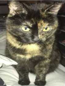 Lost Cat