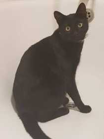 Lost Cat
