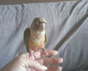 Lost Conure