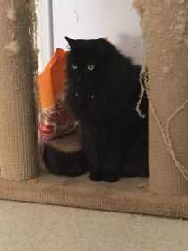 Lost Cat