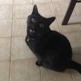 Lost Cat