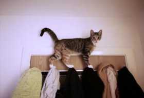 Lost Cat
