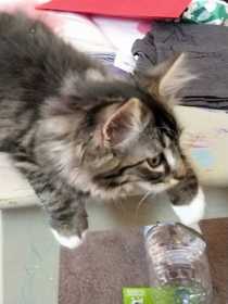 Lost Cat