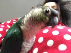 Lost Conure