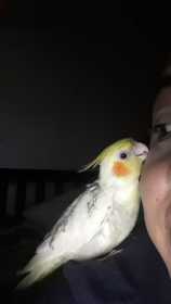 Lost Cockatiel