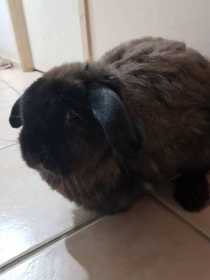 Lost Rabbit