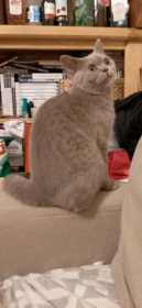 Lost Cat
