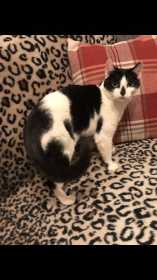 Lost Cat