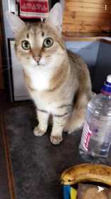 Lost Cat