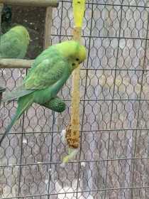 Lost Budgerigar