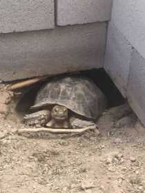 Lost Tortoise