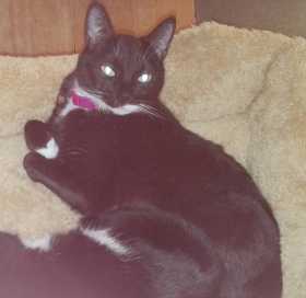 Lost Cat